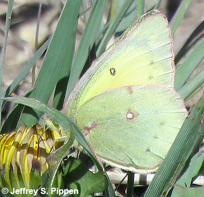 Clouded Sulphur (Colias philodice)