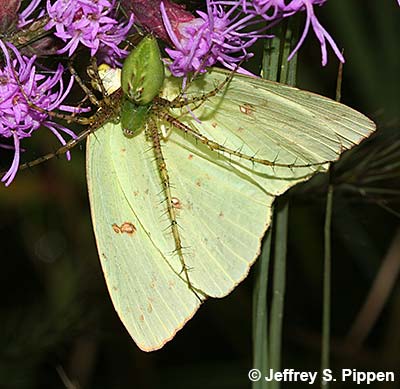 Cloudless Sulphur (Phoebis sennae eubule)