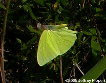 Cloudless Sulphur (Phoebis sennae eubule)