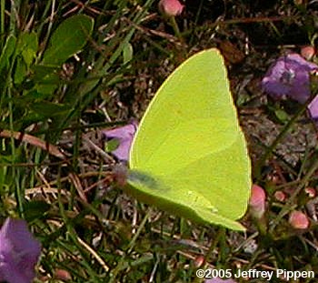 Cloudless Sulphur (Phoebis sennae eubule)