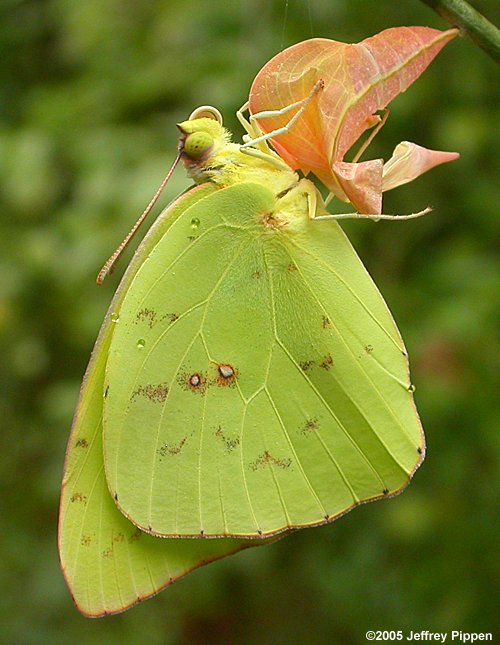 Cloudless Sulphur (Phoebis sennae)