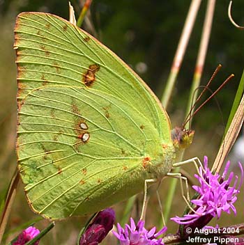 Cloudless Sulphur (Phoebis sennae)