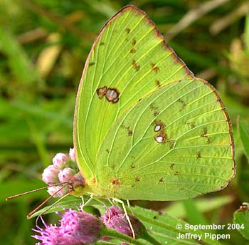 Cloudless Sulphur (Phoebis sennae)