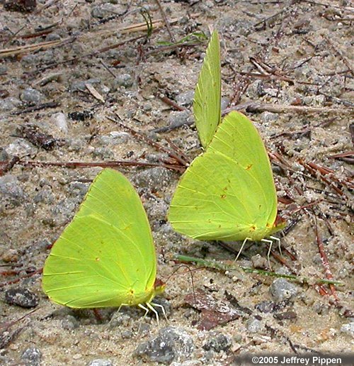 Cloudless Sulphur (Phoebis sennae)