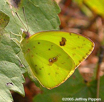 Cloudless Sulphur (Phoebis sennae eubule)