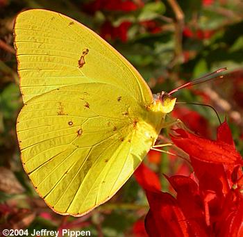 Cloudless Sulphur (Phoebis sennae)