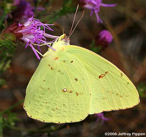 Cloudless Sulphur (Phoebis sennae)