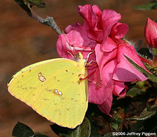 Cloudless Sulphur (Phoebis sennae eubule)