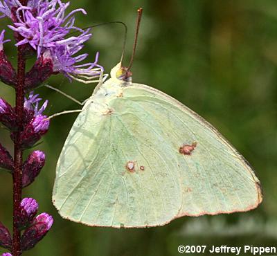 Cloudless Sulphur (Phoebis sennae eubule)