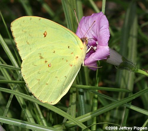 Cloudless Sulphur (Phoebis sennae)