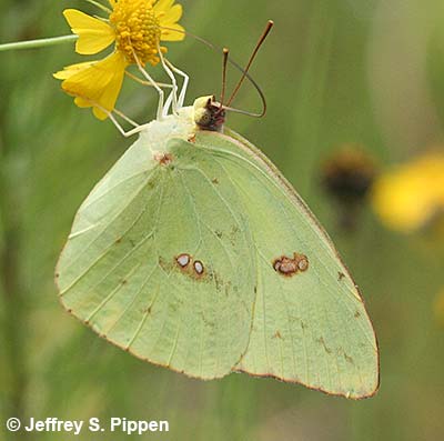 Cloudless Sulphur (Phoebis sennae eubule)