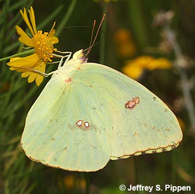 Cloudless Sulphur (Phoebis sennae eubule)