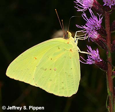 Cloudless Sulphur (Phoebis sennae eubule)