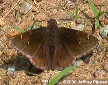 Confused Cloudywing (Thorybes confusis)