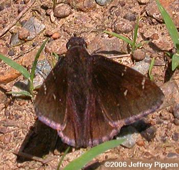 Confused Cloudywing (Thorybes confusis)