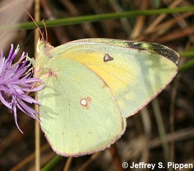 Clouded Sulphur (Colias eriphyle)