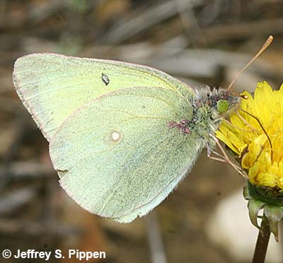 Clouded Sulphur (Colias eriphyle)