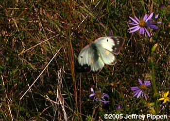 Clouded Sulphur (Colias philodice)