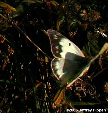 Clouded Sulphur (Colias philodice)