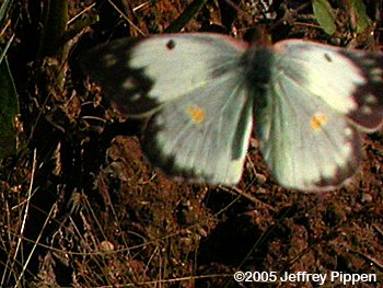 Clouded Sulphur (Colias philodice)