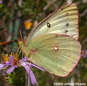 Clouded Sulphur (Colias philodice)