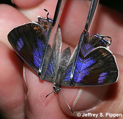 Colorado Hairstreak (Hypaurotis crysalus)