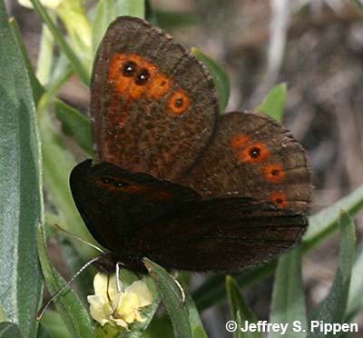 Common Alpine (Erebia epipsodea)