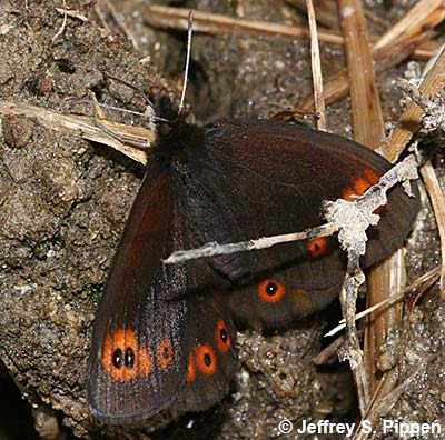 Common Alpine (Erebia epipsodea)