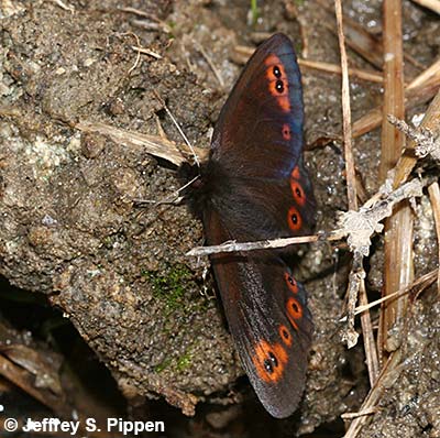 Common Alpine (Erebia epipsodea)