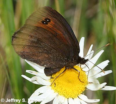 Common Alpine (Erebia epipsodea)