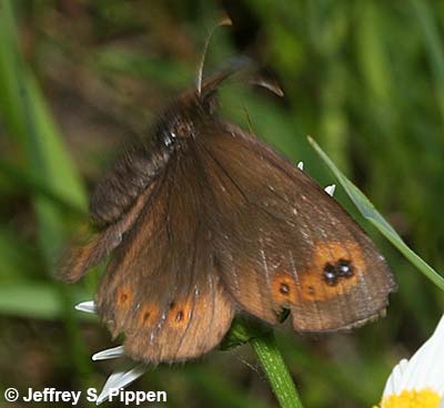 Common Alpine (Erebia epipsodea)
