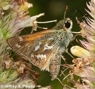 Western Branded Skipper (Hesperia colorado)