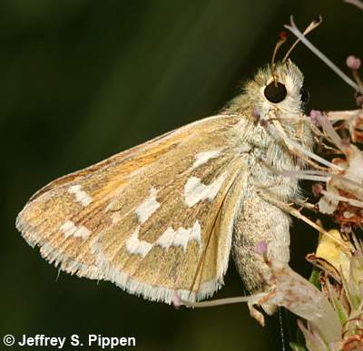 Western Branded Skipper (Hesperia colorado)