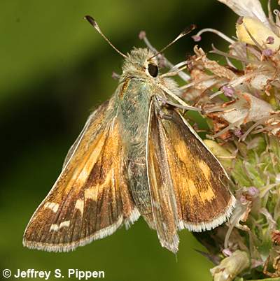 Western Branded Skipper (Hesperia colorado)