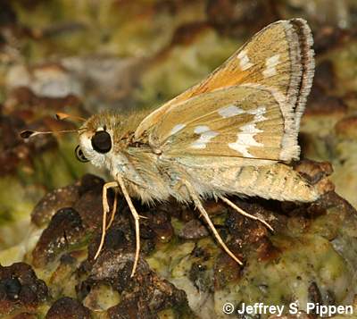 Western Branded Skipper (Hesperia colorado)