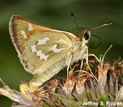 Western Branded Skipper (Hesperia colorado)