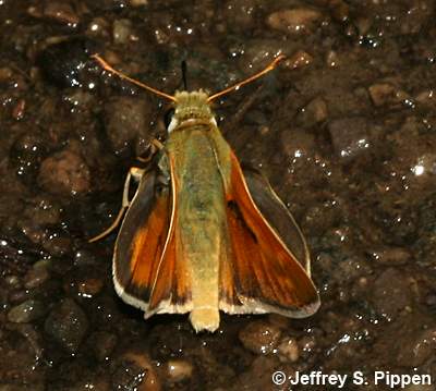Western Branded Skipper (Hesperia colorado)
