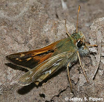 Common Branded Skipper (Hesperia comma)