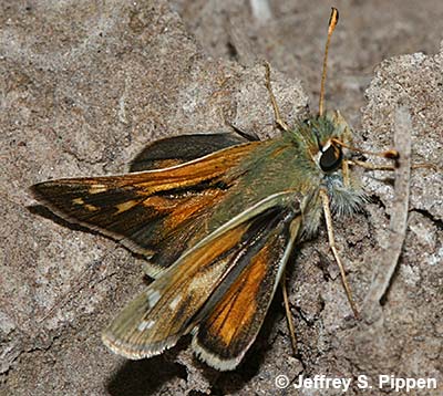 Common Branded Skipper (Hesperia comma)