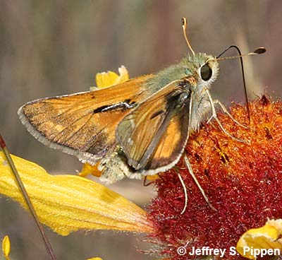 Common Branded Skipper (Hesperia comma)