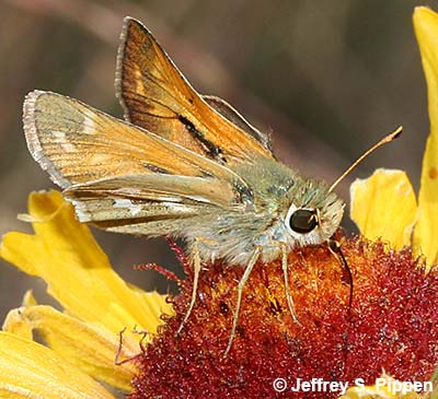 Common Branded Skipper (Hesperia comma)