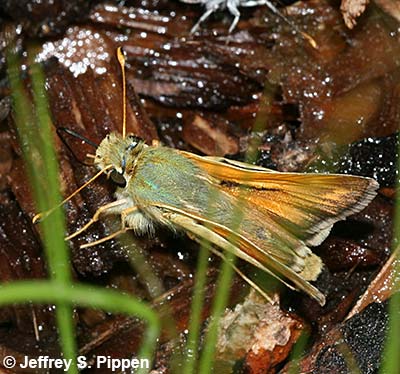 Common Branded Skipper (Hesperia comma)