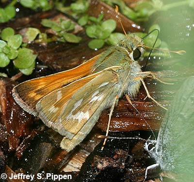 Common Branded Skipper (Hesperia comma)