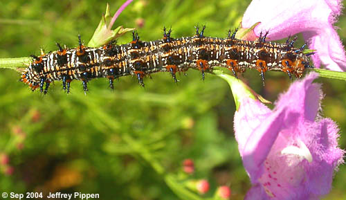 Common Buckeye caterpillar on Agalinis purpurea.