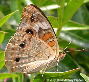 Common Buckeye (Junonia coenia)