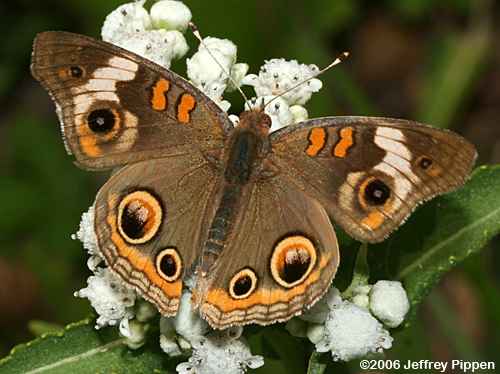 Common Buckeye (Junonia coenia)