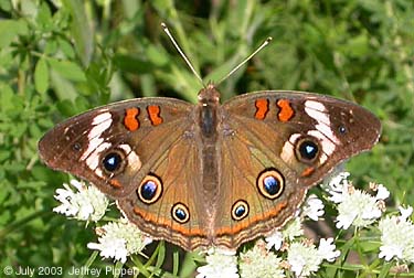 Common Buckeye (Junonia coenia)