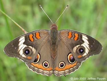 Common Buckeye (Junonia coenia)