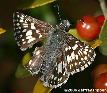 Common Checkered-Skipper (Pyrgus communis)