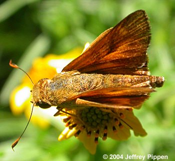 Common Mellana (Quasimellana eulogius)